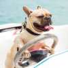 dog-driving-boat_sm.jpg
