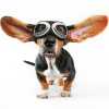dog-in-aviator-glasses_sm.jpg