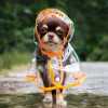 dog-in-raincoat_sm.jpg