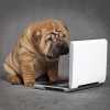 pug-at-laptop_sm.jpg