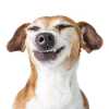 smiling-dog_sm.jpg