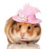 hamster-in-hat_sm.jpg