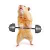 hamster-lifting-weights_sm.jpg