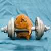 hamster-liftying-weights-2_sm.jpg