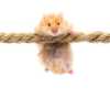 hamster-on-rope_sm.jpg